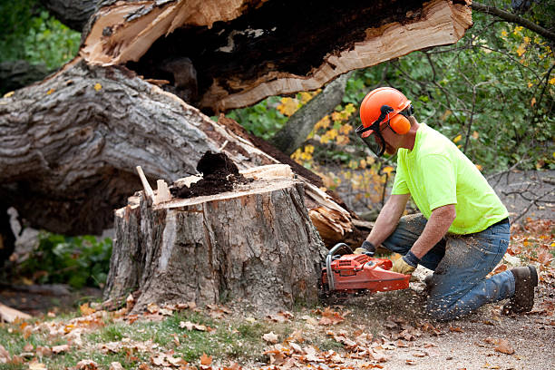 Best Firewood Processing and Delivery  in Richardson, TX